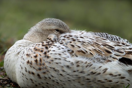 House duck (Anser), with head in plumage, Tyrol, Austria, Europe