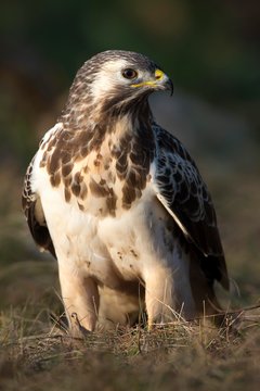 Steppe buzzard (Buteo buteo), helle Morphe, Tyrol, Austria, Europe