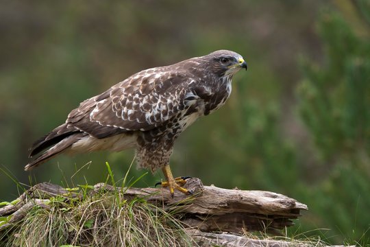 Buzzard (Buteo buteo), Tyrol, Austria, Europe