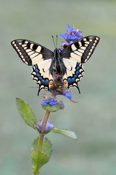 Swallowtail (Papilio machaon) to Carpet bugle (Ajuga), Tyrol, Austria, Europe