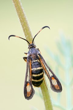 Wasp glasswingers or yellow-legged clearwing (Synanthedon vespiformis) at Halm, Burgenland, Austria, Europe