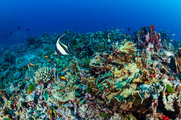 Colorful tropical fish around a healthy coral reef in Asia