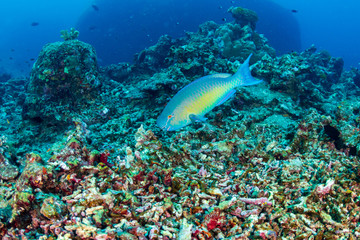 Colorful Parrotfish feeding on a tropical coral reef