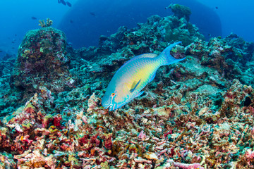 Colorful Parrotfish feeding on a tropical coral reef