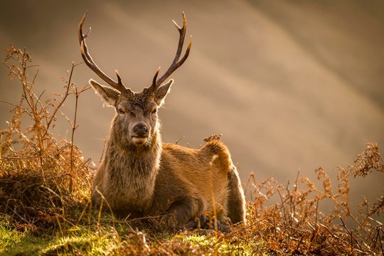 Red deer (Cervus elaphus) in soft morning light, Glen Coe, Fort William, Highlands, Scotland, United Kingdom, Europe