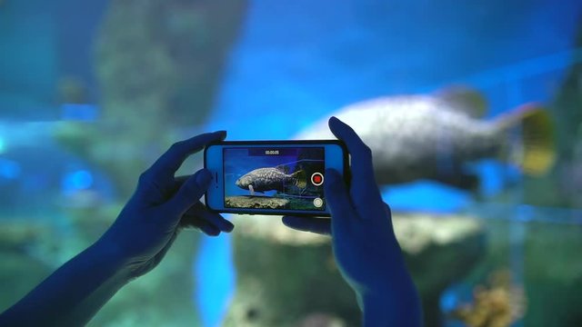Oceanarium. Hands of girl, boy, people, tourist making photo and video, taking pictures on smartphone, using mobile phone of beautiful fish in aquarium, from the back. seaquarium, fish in Oceanarium