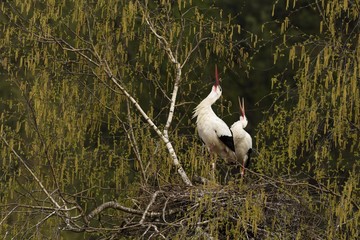 White storks (Ciconia ciconia), courtship couple on eyrie, Canton of Aargau, Switzerland, Europe