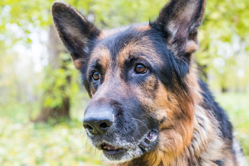 Dog German Shepherd outdoors in an autumn