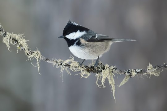 Adult Coal tit (Periparus ater) sits on branch, Grisons, Switzerland, Europe