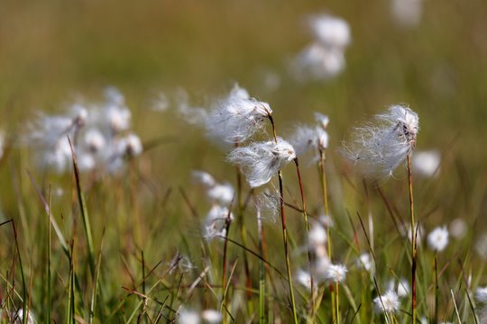 Woolgrass (Eriophorum scheuchzeri) at Lej Pitschen, Bernina Pass, Graubunden, Switzerland, Europe