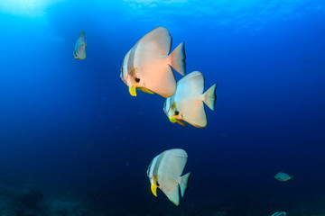Large Batfish on a colorful tropical coral reef
