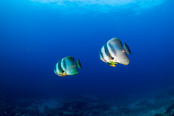 Large Batfish on a colorful tropical coral reef