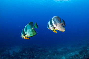 Naklejka na ściany i meble Large Batfish on a colorful tropical coral reef