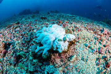An area of stressed, bleached coral on a tropical reef in Asia