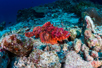 Brightly colored Bearded Scorpionfish on a coral reef