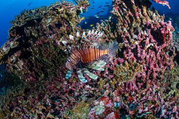 Colorful Lionfish on a tropical coral reef (Similan Islands, Thailand)