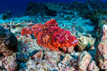 Brightly colored Bearded Scorpionfish on a coral reef