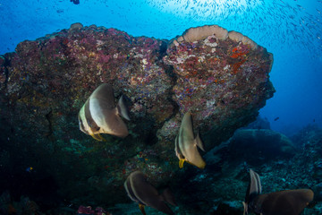Fototapeta na wymiar Large Batfish on a colorful tropical coral reef