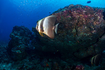 Fototapeta na wymiar Large Batfish on a colorful tropical coral reef