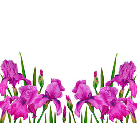 Flowers Irises watercolor spring Botanical design illustration greeting card invitation decoration
