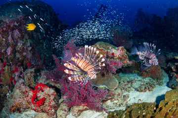 Colorful predatory Lionfish on a tropical coral reef at dusk