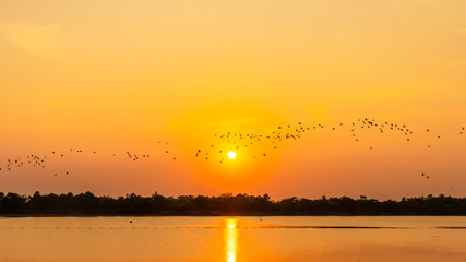 Flock of birds in the reservoir, shadow of sunset, seagull