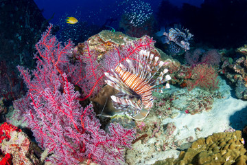 Fototapeta na wymiar Colorful predatory Lionfish on a tropical coral reef at dusk