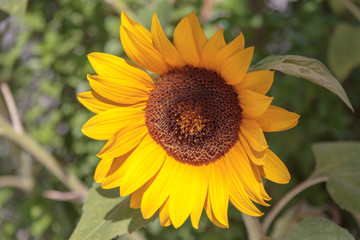 Closeup of sunflower in bloom.