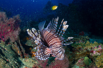 Colorful predatory Lionfish on a tropical coral reef at dusk