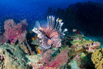 Naklejka na ściany i meble Colorful predatory Lionfish on a tropical coral reef at dusk