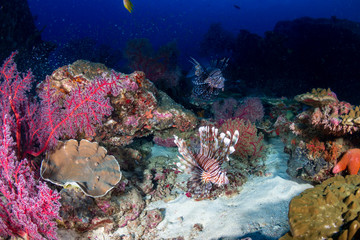 Naklejka na ściany i meble Colorful predatory Lionfish on a tropical coral reef at dusk