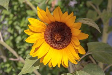 Closeup of sunflower in bloom.