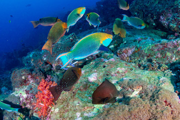 Naklejka na ściany i meble Colorful Parrotfish feeding on a tropical coral reef