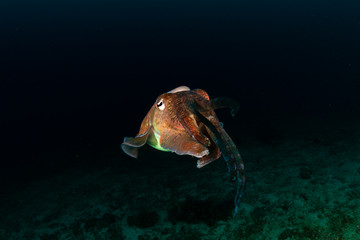 Pharaoh Cuttlefish on a colorful tropical coral reef