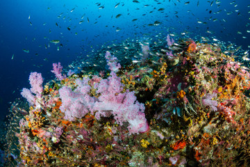 Fototapeta na wymiar A beautiful, colorful and healthy tropical coral reef
