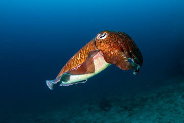 Pharaoh Cuttlefish on a colorful tropical coral reef