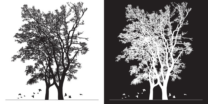 Tree silhouette and birds - black and white vector illustration. Realistic detailed graphic image of natural forest plant with bare branches without leaves.