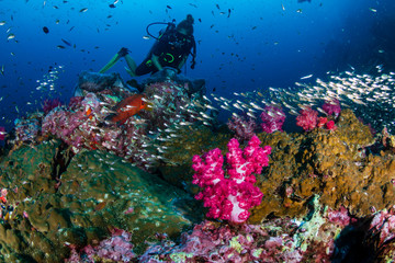 Fototapeta na wymiar Male SCUBA diver exploring a colorful tropical coral reef in the Andaman Sea