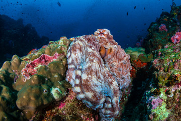 Large Day Octopus on a tropical coral reef (Richelieu Rock)
