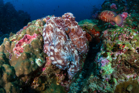 14,313 BEST Cephalopod IMAGES, STOCK PHOTOS & VECTORS | Adobe Stock