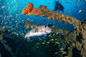 Large Porcupine Pufferfish on a colorful, old, underwater shipwreck in a tropical ocean
