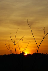 tree_silhouette_in_the_afternoon_05