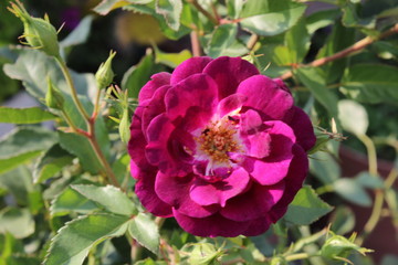 Rosa