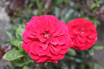 Fototapeta premium Rosas