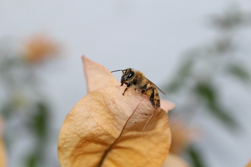 Abeja