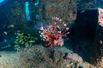 Fototapeta na wymiar Colorful Lionfish hunting on a old, underwater shipwreck in a tropical ocean