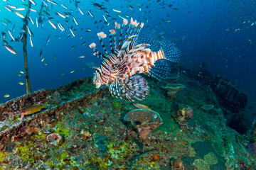 Colorful Lionfish hunting on a old, underwater shipwreck in a tropical ocean