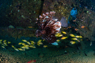 Colorful Lionfish hunting on a old, underwater shipwreck in a tropical ocean