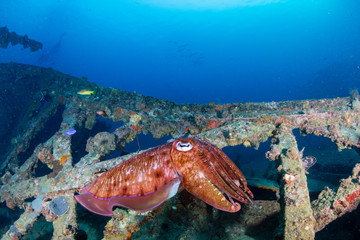 Colorful Cuttlefish on a old underwater shipwreck in a tropical ocean