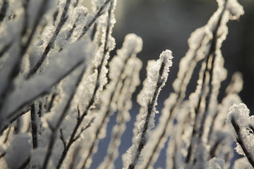 Iced bush branches in winter season